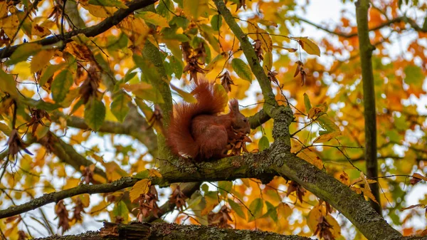 Esquilo Vermelho Adorável Sciurus Vulgaris Senta Ramo Com Fundo Outono — Fotografia de Stock