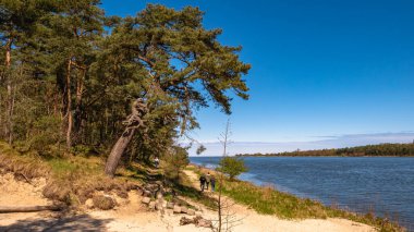 Sobieszewo Adası 'ndaki Vistula Nehri' nin kıyısında bir ağaç ve bir turist. Gdansk, Polonya.