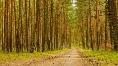 Baharda inanılmaz yeşil orman. Gdansk Sobieszewo, Polonya.