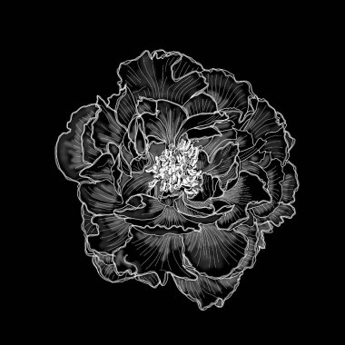      Siyah arka planda şakayık çiçeği  