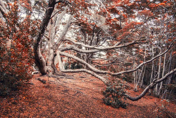 Parque Nacional Tierra del Fuego,Ushuaia