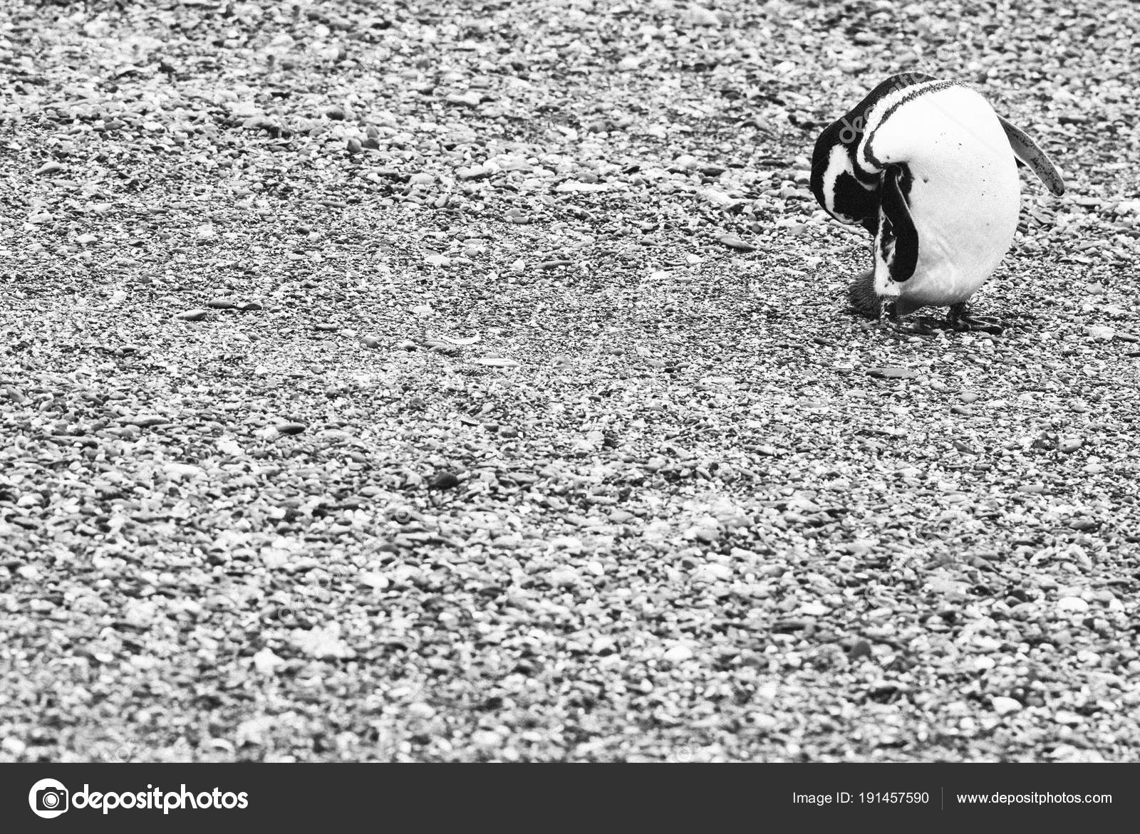Isla de los Pingüinos en el Canal Beagle, Ushuaia, Argentin — Foto de