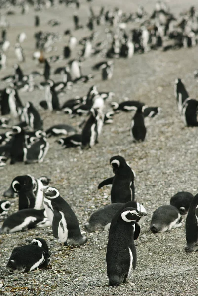 Île des Pingouins dans le chenal Beagle, Ushuaia, Argentin — Photo