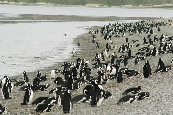 Wyspa pingwinów w Argentin Kanał Beagle, Ushuaia, — Zdjęcie stockowe