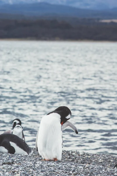 Eiland van pinguïns in het Beagle kanaal, Ushuaia, Argentin — Stockfoto