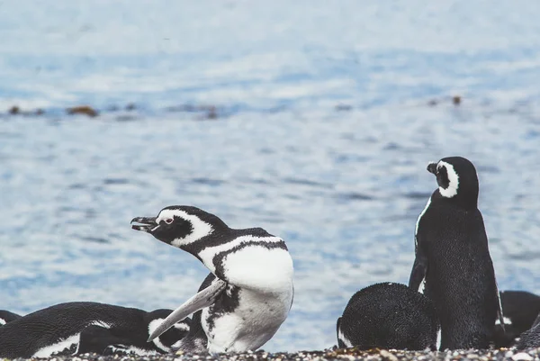 Eiland van pinguïns in het Beagle kanaal, Ushuaia, Argentin — Stockfoto