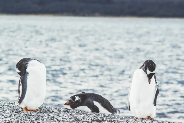 Wyspa pingwinów w Argentin Kanał Beagle, Ushuaia, — Zdjęcie stockowe