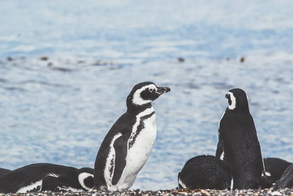 Eiland van pinguïns in het Beagle kanaal, Ushuaia, Argentin — Stockfoto