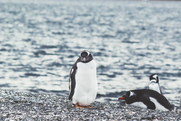 Island of Penguins in the Beagle Channel, Ushuaia, Argentin — Stock Photo, Image