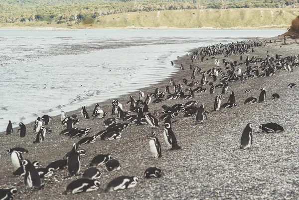 Eiland van pinguïns in het Beagle kanaal, Ushuaia, Argentin — Stockfoto
