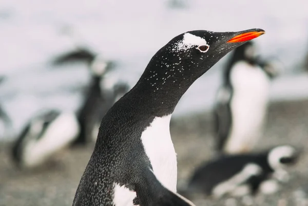 Eiland van pinguïns in het Beagle kanaal, Ushuaia, Argentin — Stockfoto