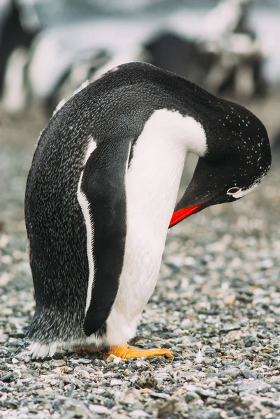 Wyspa pingwinów w Argentin Kanał Beagle, Ushuaia, — Zdjęcie stockowe