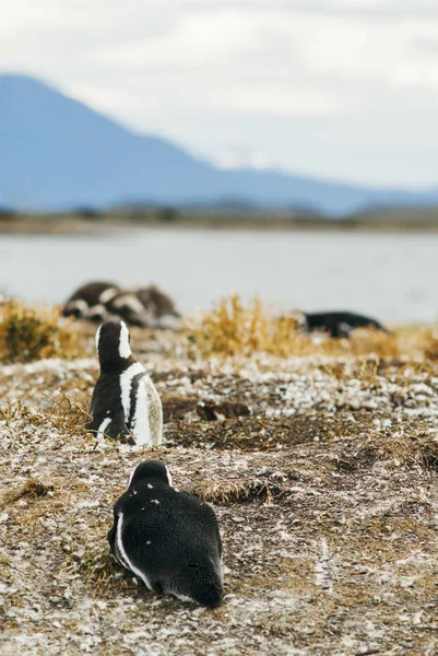 Pingwiny Magellana Regionie Patagonia Argentyna — Zdjęcie stockowe