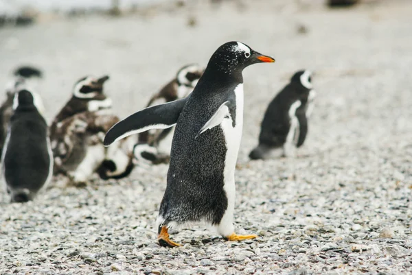 Isla de los Pingüinos en el Canal Beagle, Ushuaia, Argentin —  Fotos de Stock