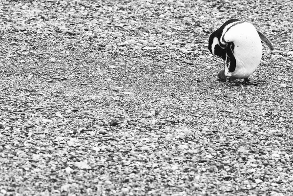 Sziget-a pingvinek és a Beagle-csatorna, Ushuaia, Argentin — Stock Fotó