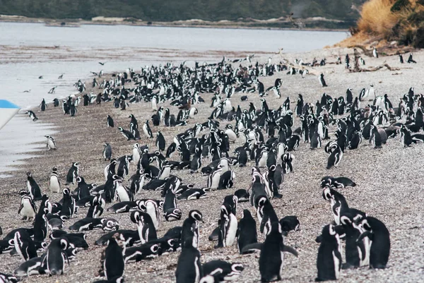 Magelhaense Pinguïns Patagonië Argentinië — Stockfoto