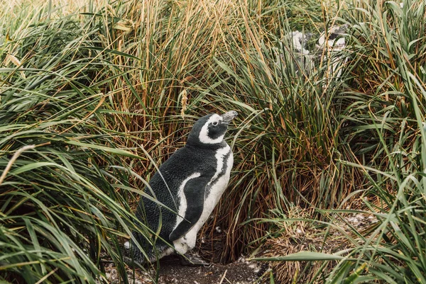 Isla de los Pingüinos en el Canal Beagle, Ushuaia, Argentin — Foto de Stock