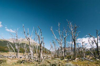 Kunduz, Ushuaia, Tierra del Fuego, Patagonia, Arjantin, Güney Amerika yakınındaki istilacı türlerin neden ölü ağaçlar