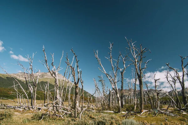 Mrtvé Stromy Způsobené Bobři Invazivní Druhy Poblíž Ushuaia Tierra Del — Stock fotografie