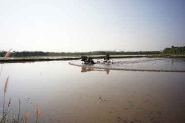 Çiftçi traktörü pirinç tarlasını sürmek için kullanıyor.
