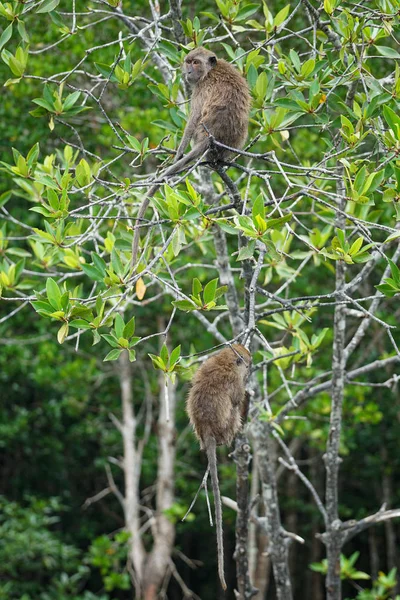 Enfoque selectivo en monos se sientan en las ramas de los manglares con la selva borrosa en el fondo —  Fotos de Stock