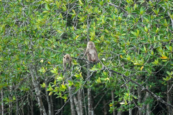 Enfoque selectivo en monos se sientan en las ramas de los manglares con la selva borrosa en el fondo —  Fotos de Stock