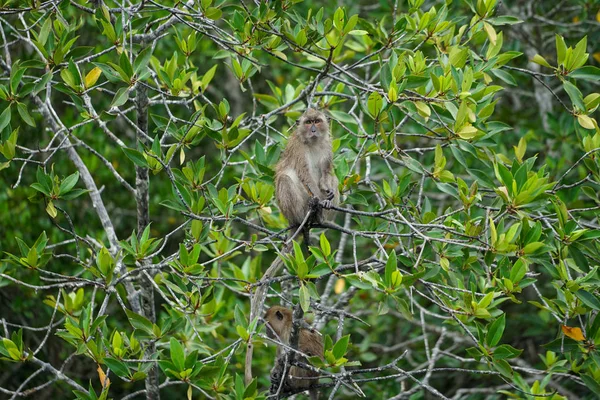 Enfoque selectivo en el mono se sienta en las ramas de los manglares con la selva borrosa en el fondo —  Fotos de Stock