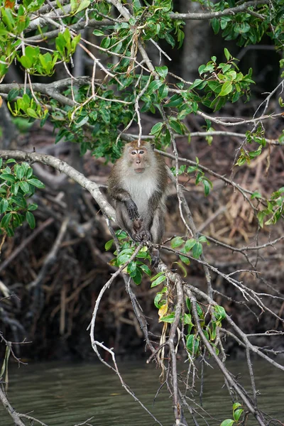 Enfoque selectivo en el mono se sienta en las raíces de los manglares con la selva borrosa en el fondo —  Fotos de Stock