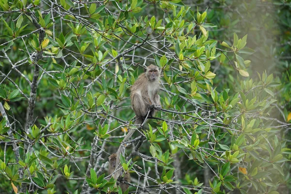 Выборочный фокус на обезьяне сидит на ветвях мангровых деревьев с размытыми джунглями на заднем плане — стоковое фото