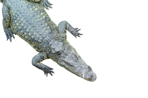 Top vista cocodrilo aislado durmiendo sobre el fondo blanco —  Fotos de Stock