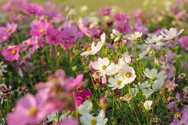 Selective focus on crowd of colourful blossom daisy flowers in the field — Stock Photo, Image