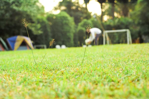 Selective focus on grass flowers on the lawn field with blurred girl playing the football in background in the evening — Stock Photo, Image