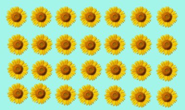 Çiçek açan ayçiçekleri klasik yeşil arka planda izole edilmiş. Birçok ayçiçeğinin duvar kağıdı ve arkaplanı