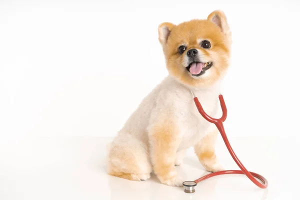 Portrait Little Pomeranian Dog Sits Table Stethoscope Isolated White Background — Stock Photo, Image