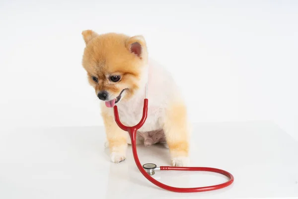 小波美拉尼亚犬的画像放在桌上 听诊器与白色背景隔离 动物医院可爱小狗摄影棚拍摄 — 图库照片