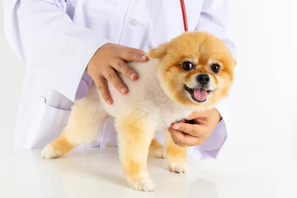 Retrato Pouco Cão Pomerânia Olhando Para Câmera Verificar Pelo Veterinário — Fotografia de Stock