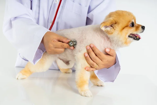 Retrato Pouco Cão Pomerânia Olhando Para Câmera Verificar Pelo Veterinário — Fotografia de Stock