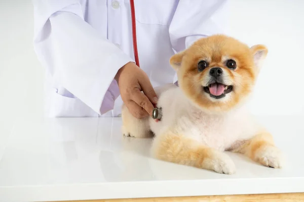Küçük Pomeranian köpeği veteriner tarafından kontrol edilirken kameraya bakıyor. Beyaz arka planda izole edilmiş sevimli küçük köpek yavrusunun stüdyo çekimi. Hidrofobi