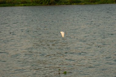 Hareket bulanık kuşlar nehrin yüzeyinde uçuyor.