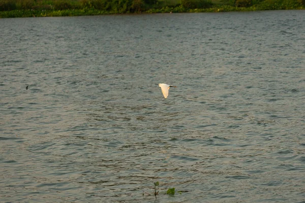 Hareket Bulanık Kuşlar Nehrin Yüzeyinde Uçuyor — Stok fotoğraf