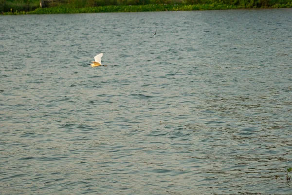 Grupa Poruszających Się Nieostrych Ptaków Przelatujących Nad Powierzchnią Rzeki — Zdjęcie stockowe