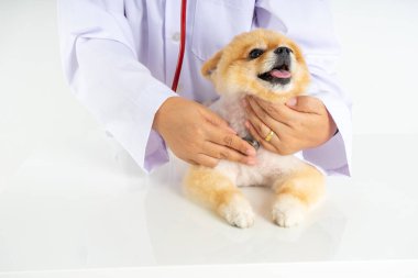 Küçük Pomeranian köpeği veteriner tarafından kontrol edilirken kameraya bakıyor. Beyaz arka planda izole edilmiş sevimli küçük köpek yavrusunun stüdyo çekimi. Hidrofobi