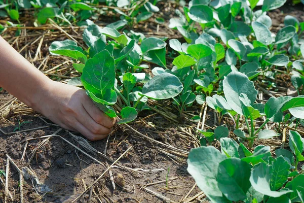 Top View Hand Girl Harvesting Vegetable Planting Ground Backyard House — Stock Photo, Image