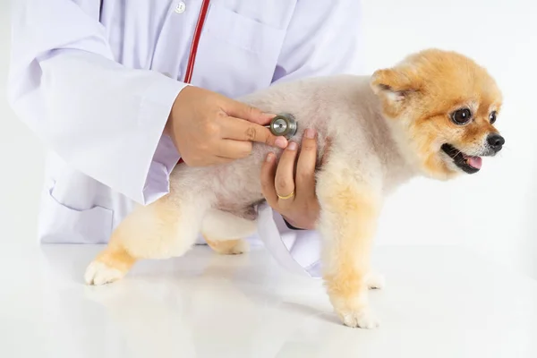 Potret Anjing Pommern Kecil Melihat Kamera Sambil Memeriksa Dokter Hewan — Stok Foto