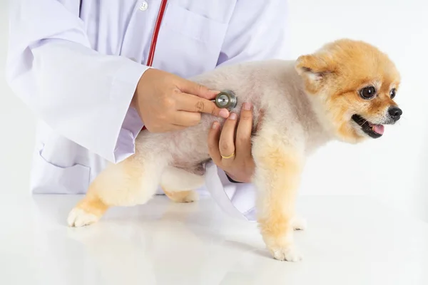 Porträtt Lilla Pommerska Hund Tittar Kameran Medan Checkar Upp Veterinär — Stockfoto