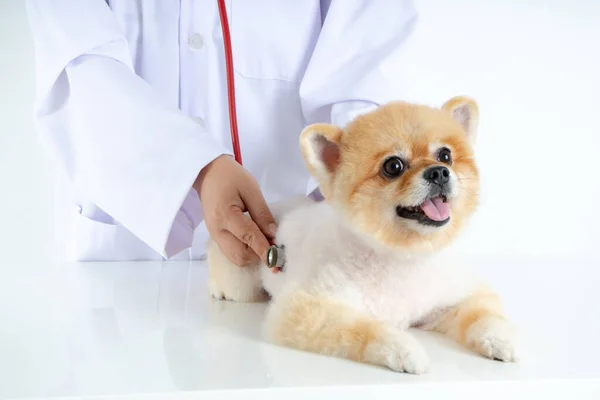 Retrato Pouco Cão Pomerânia Olhando Para Câmera Verificar Pelo Veterinário — Fotografia de Stock