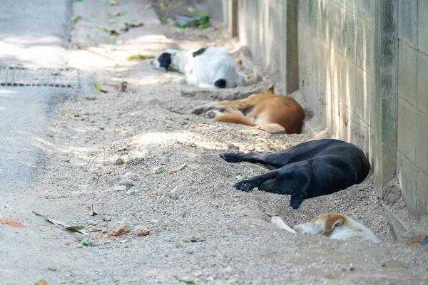 Group of homeless dogs take a nap during the day beside the concrete street in rural area