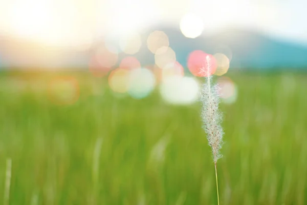 Selective Focus Closeup Flower Grass Blurred Landscape Bokeh Lights Background — Stock Photo, Image