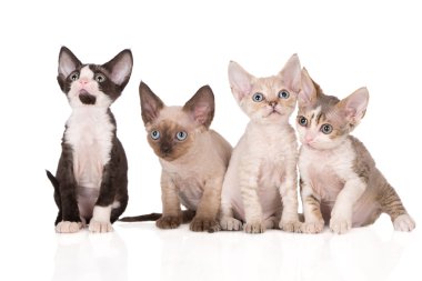 dört devon rex yavru kedi beyaz arka plan üzerinde
