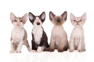 dört devon rex yavru kedi beyaz arka plan üzerinde